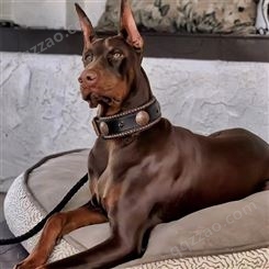 双血统杜宾犬 纯种幼犬 科目成年犬 体态优雅身形矫健 犬中贵族