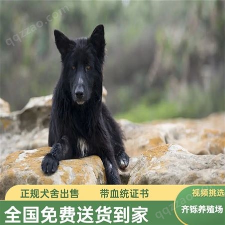 黑狼犬 纯种血统幼崽繁殖 忠诚护主好驯养 齐铄养殖