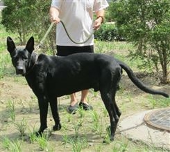 农家养殖改良黑狼犬 立耳幼犬 体型匀称 提供技术指导 齐铄养殖