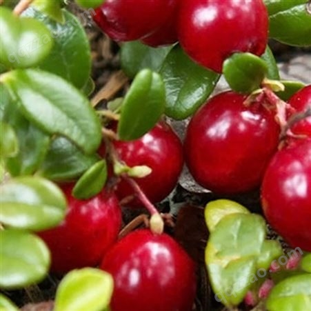 蔓越莓浓缩汁 欧洲进口零添加烘焙餐饮饮料糖果工业果汁原料
