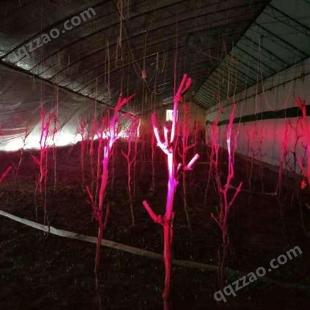 红皎阳植物生长灯大棚补光灯西红柿补光灯黄瓜补光灯