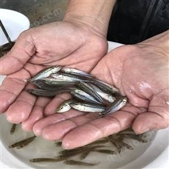 中渔水产 山泉水鱼 3-4厘米鲈鱼 货源充足