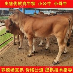 改良鲁西黄牛 小牛犊三元杂交牛肌肉发达好养殖不易生病