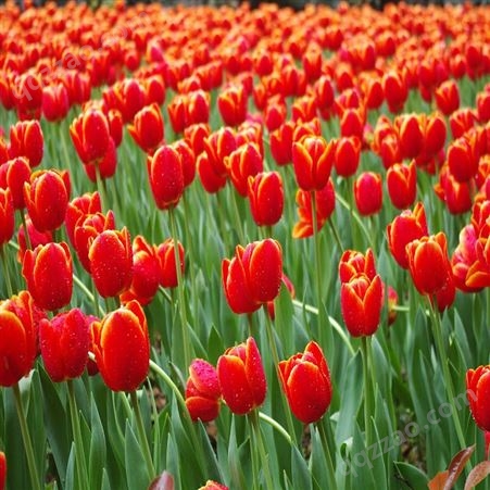 荷兰郁金香种球 多色系观赏花卉 带芽种子多年生花卉
