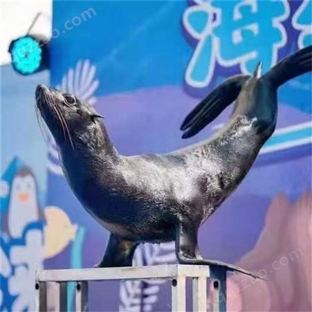 室内水族馆顶球海狮表演 海洋动物展 表演出彩性强