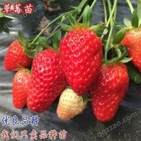 大棚草莓南北方基地种植脱毒草莓苗四季草莓苗草莓苗盆栽地栽批发